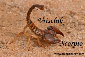 astrologer amti vrischik